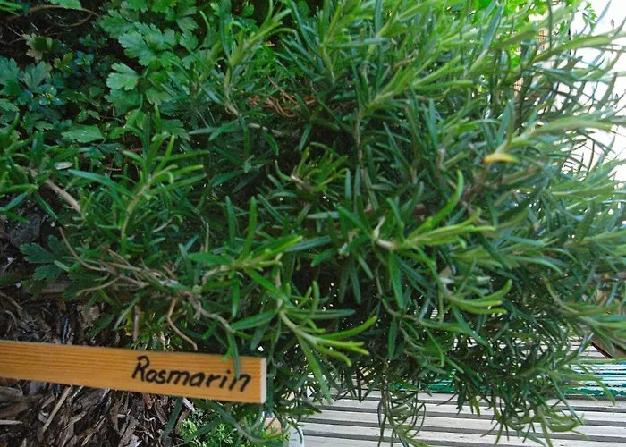 In Near Coast Apartment *